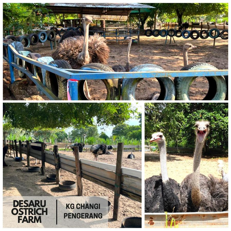 Bandar Penawar Desaru, Bayu Balau Beach Resort מראה חיצוני תמונה